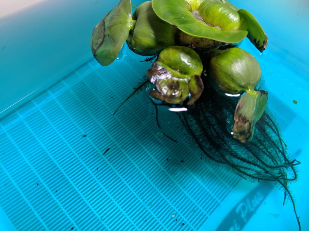メダカの産卵用水槽をリセット ゲンゴロウ タガメ飼育ブログ