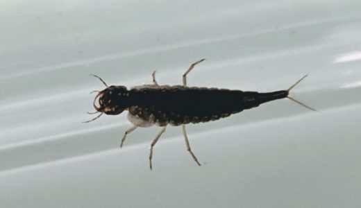 ゲンゴロウ幼虫に似ている虫