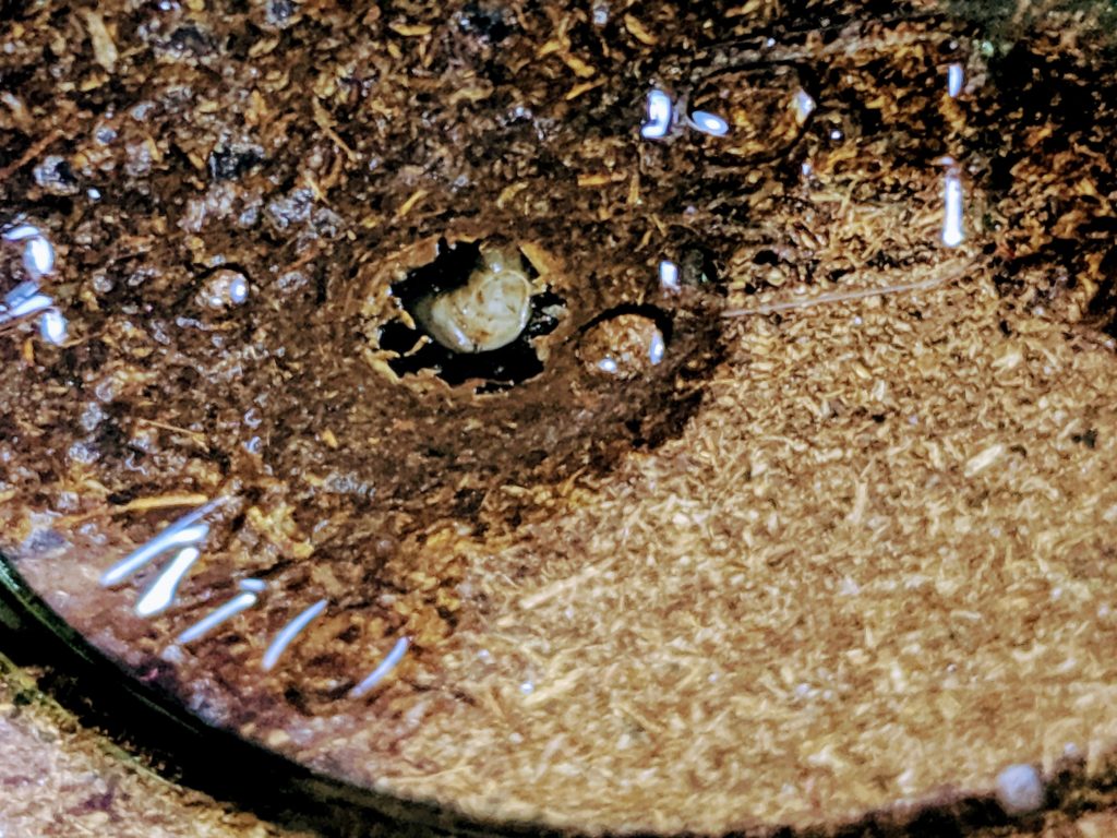 ゲンゴロウ幼虫の前蛹