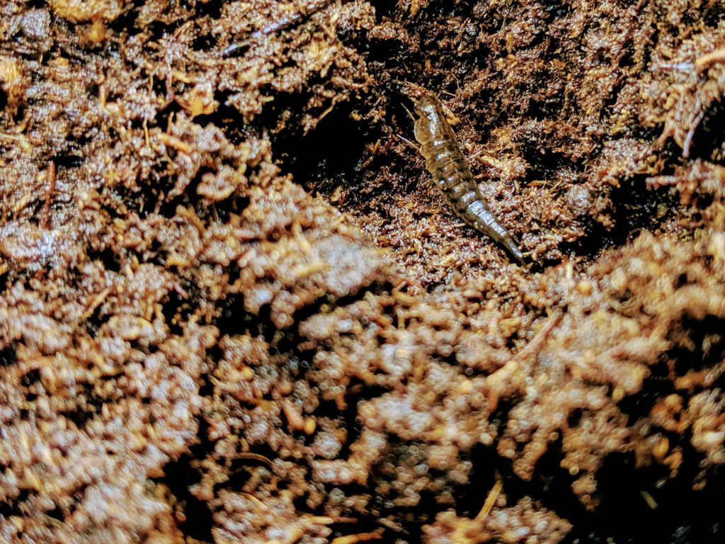 ヒメゲンゴロウ幼虫の上陸