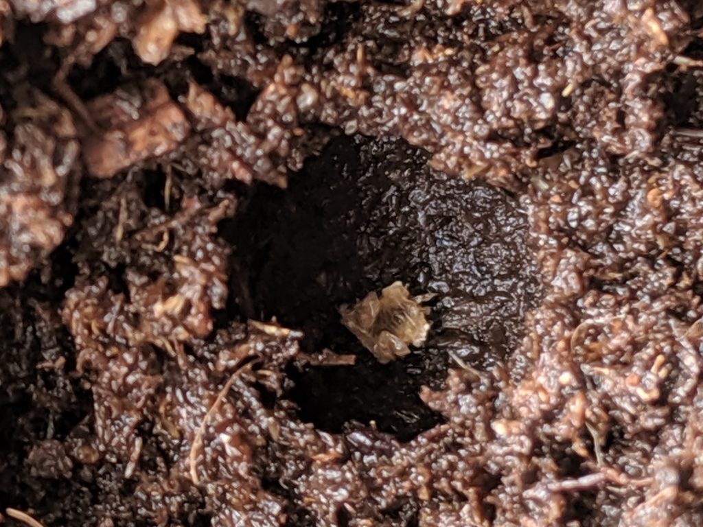 ヒメゲンゴロウの蛹室