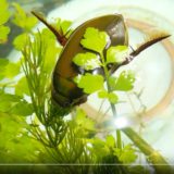 【動画】ゲンゴロウが産卵前に植物を齧る行動