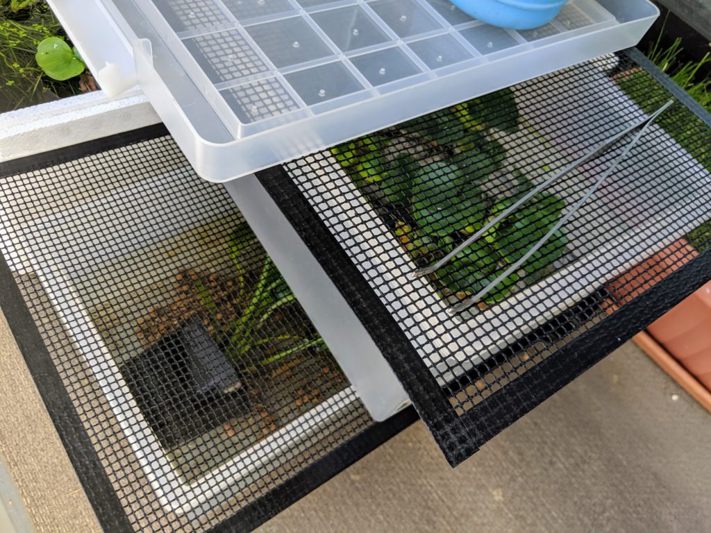 ゲンゴロウを屋外飼育に切り替え ゲンゴロウ タガメ飼育ブログ ゲンゴロウを屋外飼育に切り替え ゲンゴロウ タガメ飼育ブログ