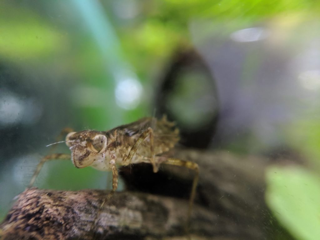 いつの間に 外水槽にヤゴが発生 赤とんぼ系ヤゴの見分け方 ゲンゴロウ タガメ飼育ブログ