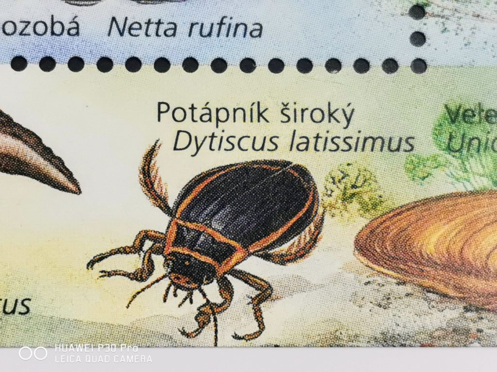 オウサマゲンゴロウモドキ（latisimmus）