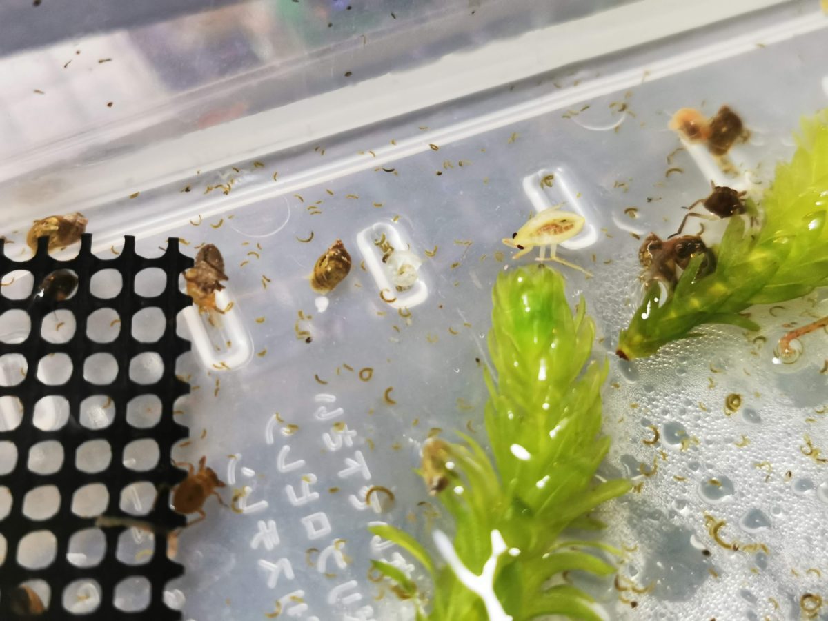 コオイムシ1令幼虫の飼育風景