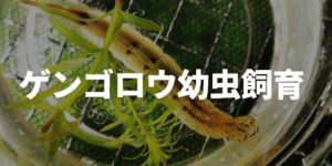 ゲンゴロウ幼虫飼育