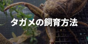 タガメの飼育方法