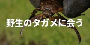 野生のタガメ
