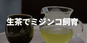 生茶でミジンコ飼育