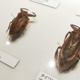 Differences between Giant Water Bug and similar species
