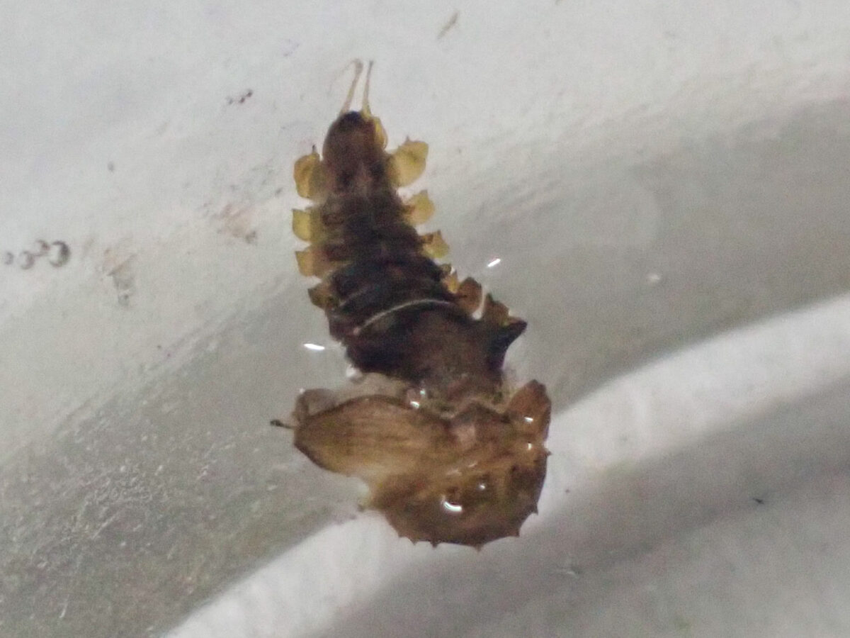 水上に浮かぶタマガムシの蛹