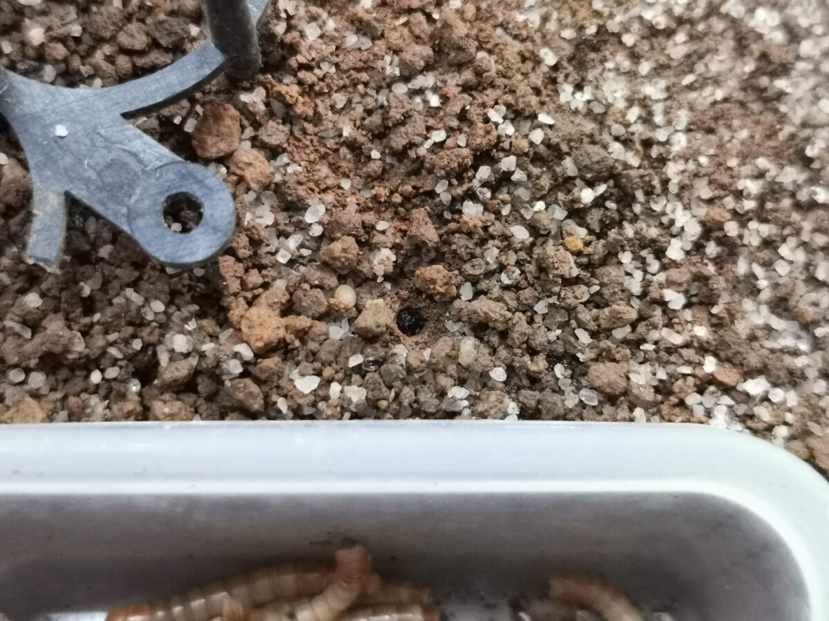 ハンミョウ幼虫の穴