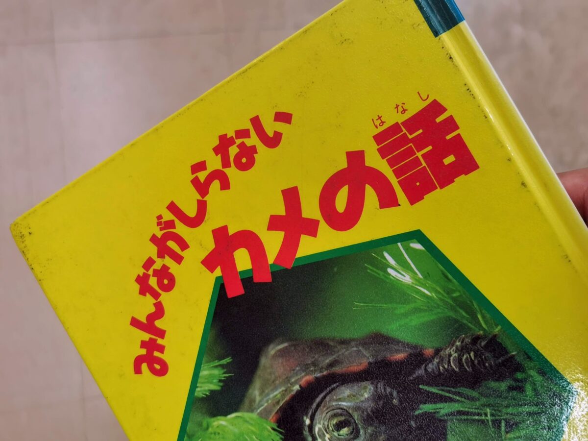 知ってる ミシシッピアカミミガメ ミドリガメ が日本に定着した経緯 ゲンゴロウ タガメ飼育ブログ