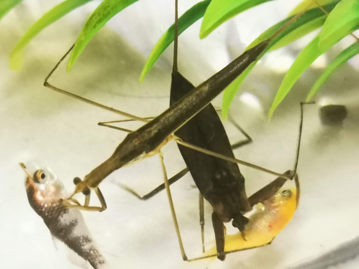 Mizukamiri and Taikouchi eat carp fry