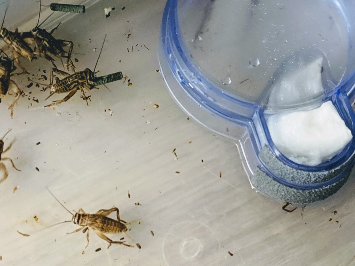 Water supply for crickets modified for small birds