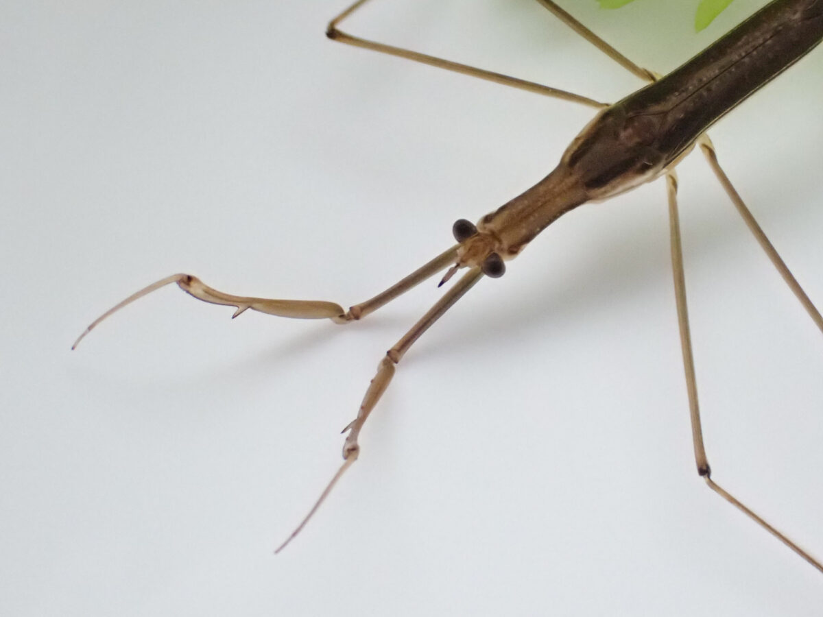 ミズカマキリの特徴と飼育 ゲンゴロウ タガメ飼育ブログ