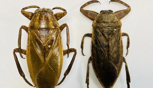 African Hydrocyrinus is a large Giant Water Bug