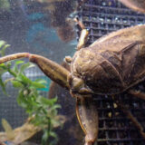 First report of European Giant Water Bug preying on frogs