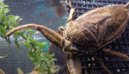 First report of European Giant Water Bug preying on frogs