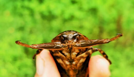 Where do Giant Water Bugs live?