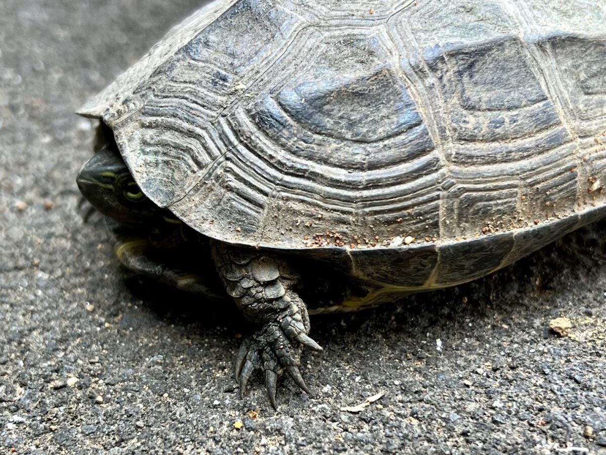 クサガメも外来種 飼育禁止になる日 ゲンゴロウ タガメ飼育ブログ