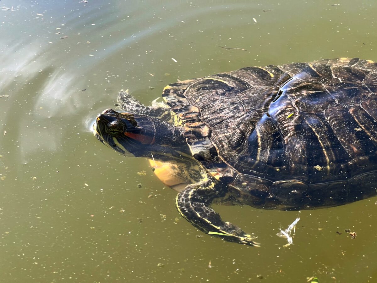 食品からサルモネラ菌を除去するにはどうすればよいですか?