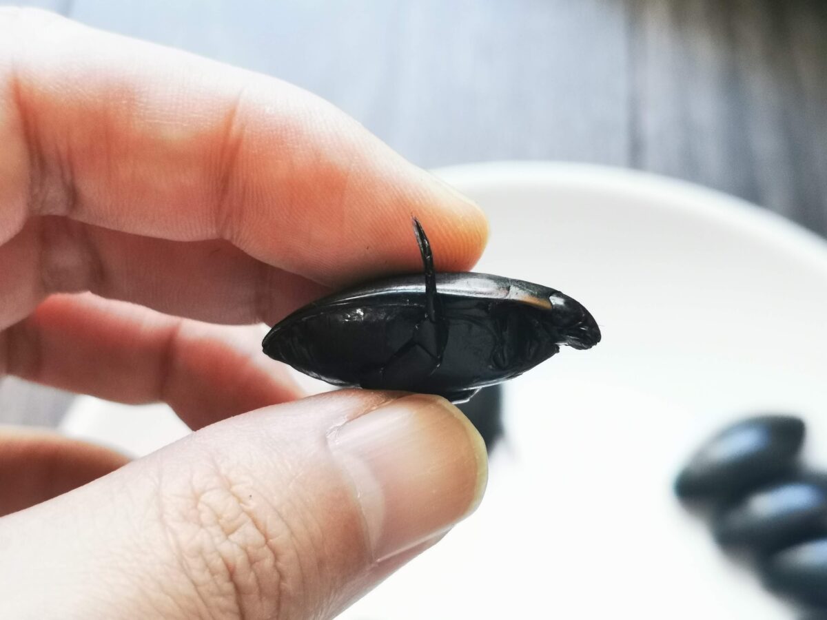 昆虫食の外国産ゲンゴロウにヒメフチが混じっている問題について