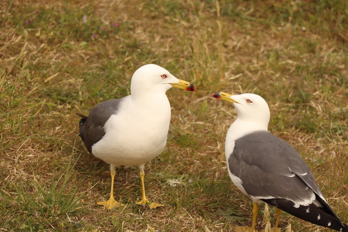 ウミネコの鳴き声がうるさい!台東区・墨田区・江東区・中央区の被害状況と対策方法 - ゲンゴロウ・タガメ飼育ブログ