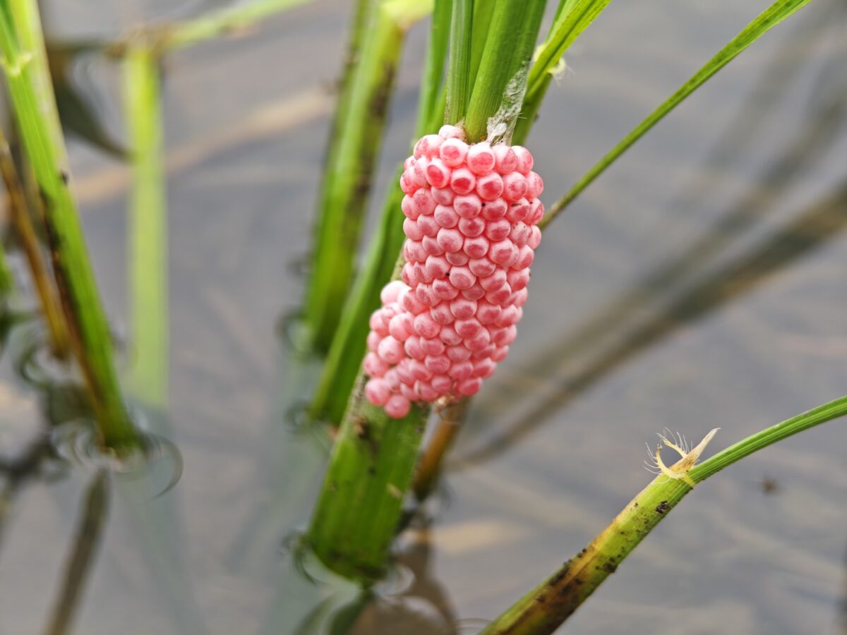 目立つピンク色をしたジャンボタニシの卵。数百個の卵塊が水上に産み付けられる。