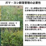 ガマ・ヨシ群落とたたかう！繁茂すると開放水面が消失し陸地化が進行する