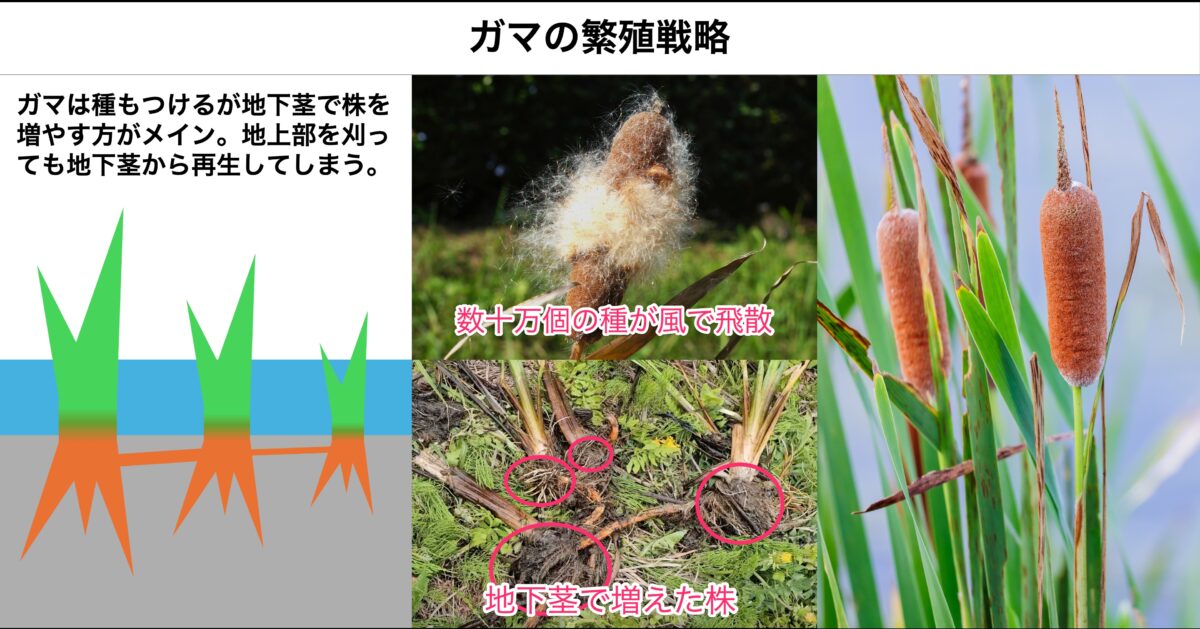 ガマの繁殖戦略