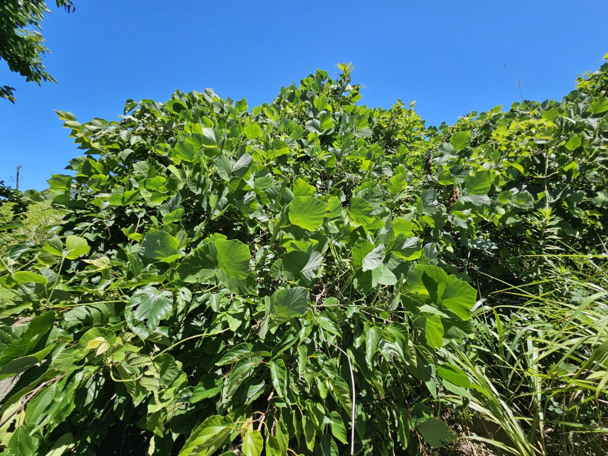 見渡す限りの葛の山