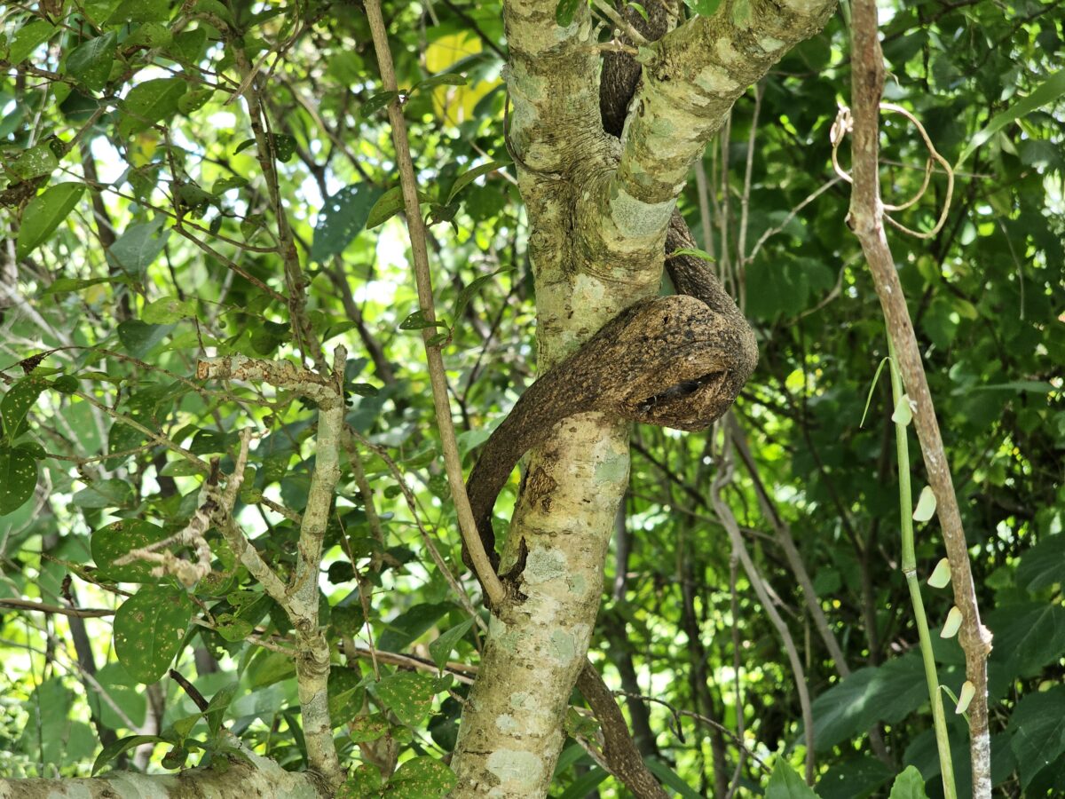千葉フェモラータが葛に作った虫瘤