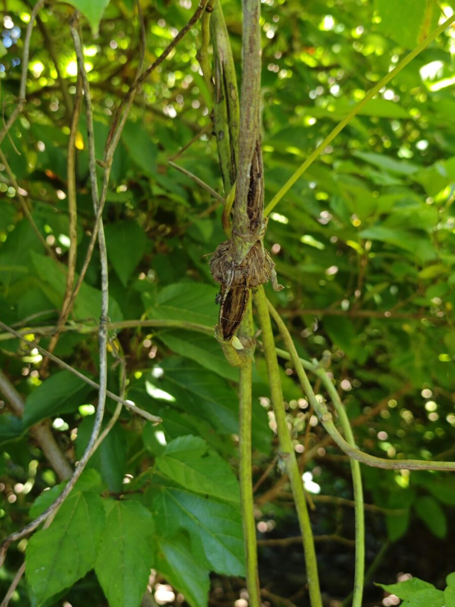 オジロアシナガゾウムシの虫瘤