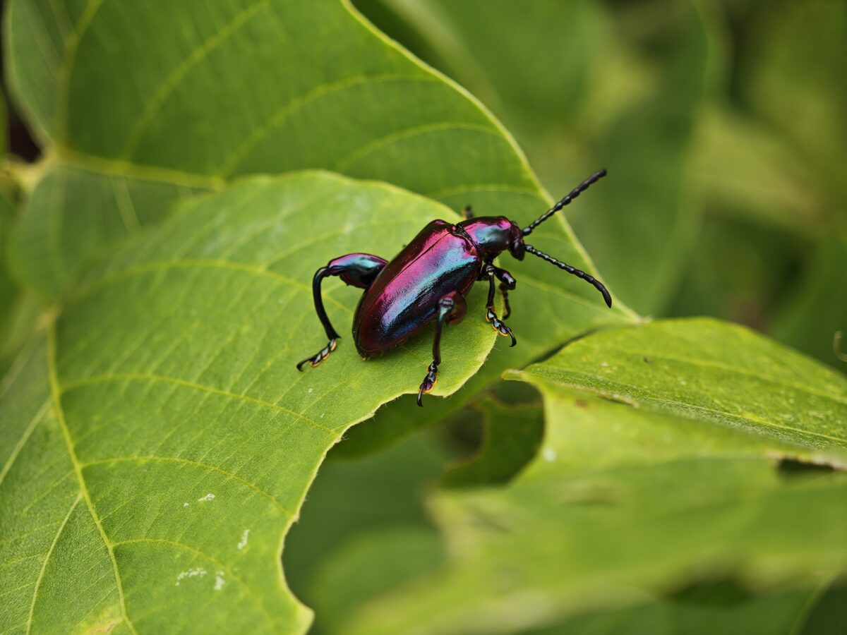 葛の葉の上にいる千葉フェモラータ