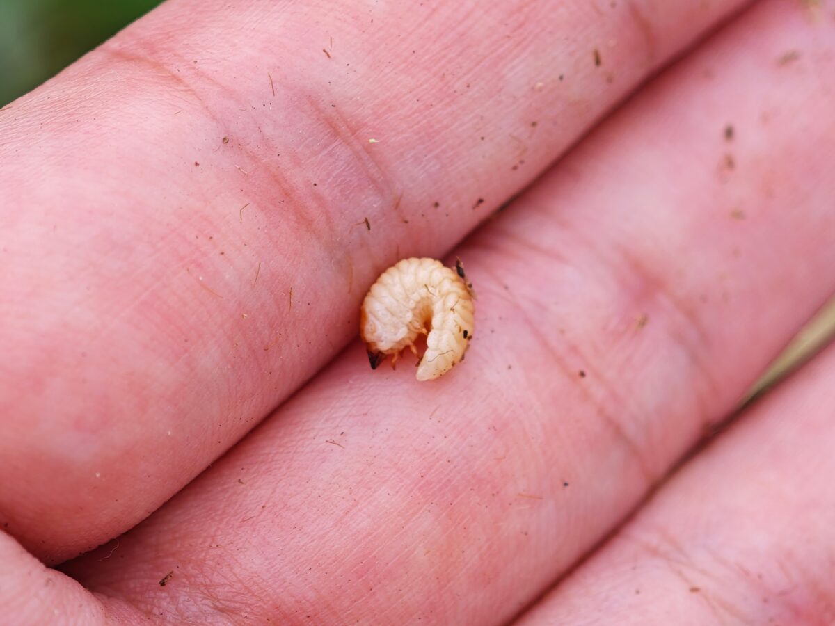 千葉フェモラータの幼虫