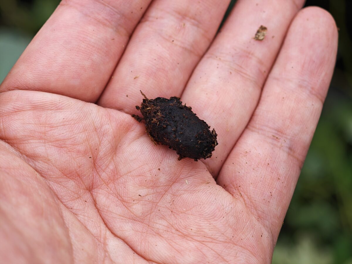 千葉フェモラータの蛹室