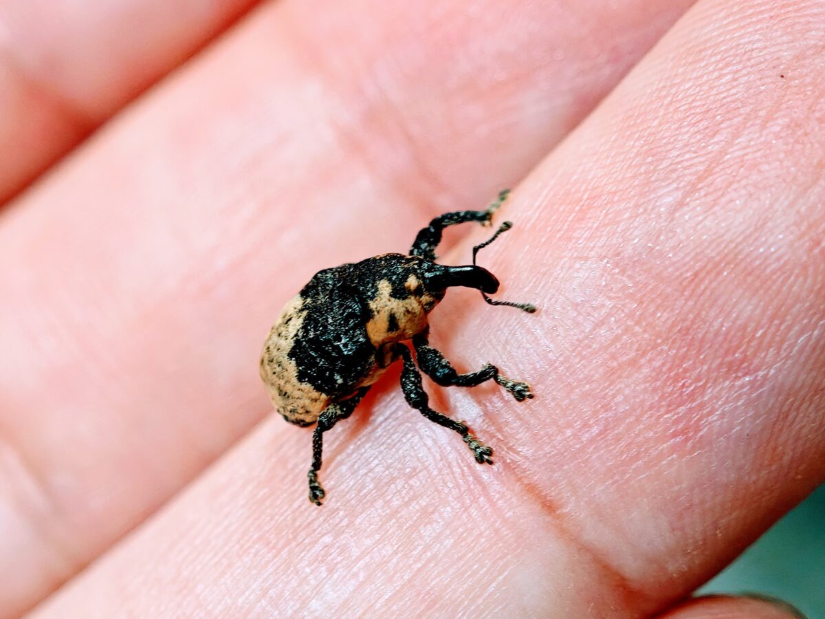 オジロアシナガゾウムシ