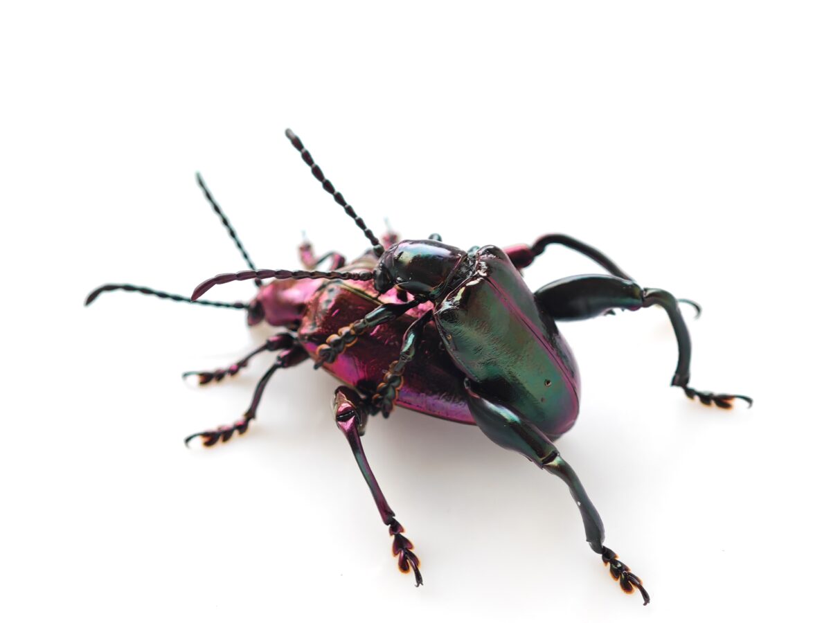 緑も交じる個体と明るいピンク色の個体の交接