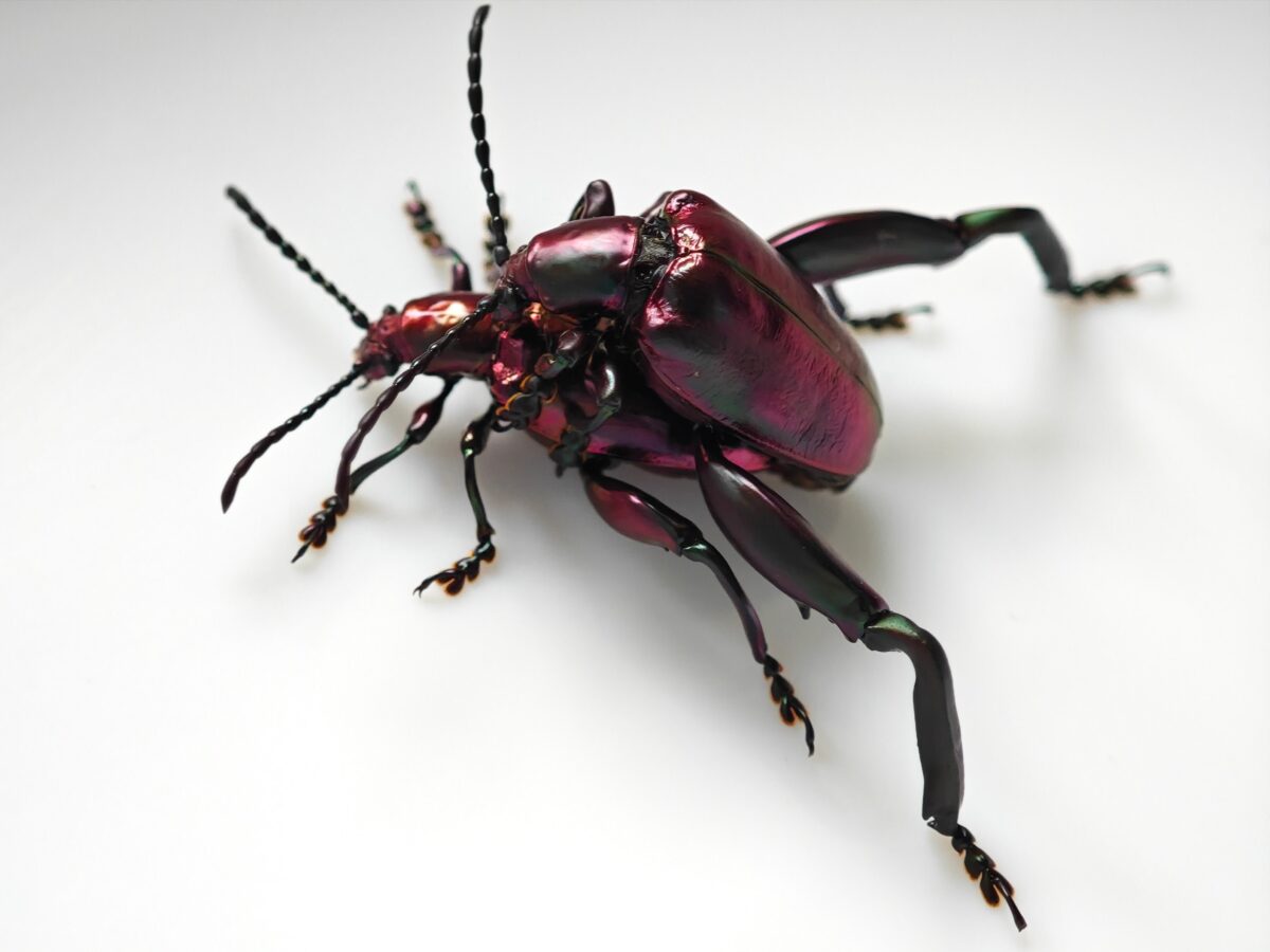 交接する千葉フェモラータ