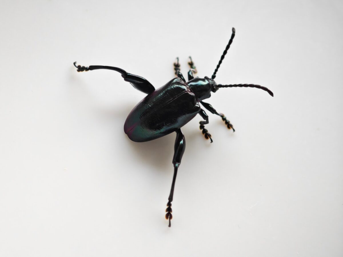 千葉フェモラータ暗色個体