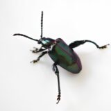 千葉フェモラータ現地状況についての覚書き（2025）