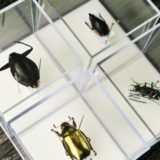 渋谷「博物バザール」で蝶の博物画やプラチナコガネ・ミズスマシ・オウサマゲンゴロウモドキの切手を購入