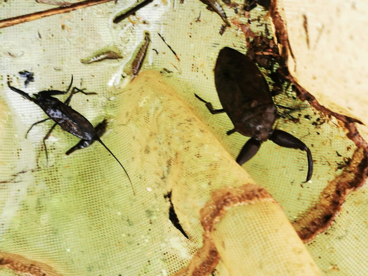 Giant Water Bug and water scorpion class=