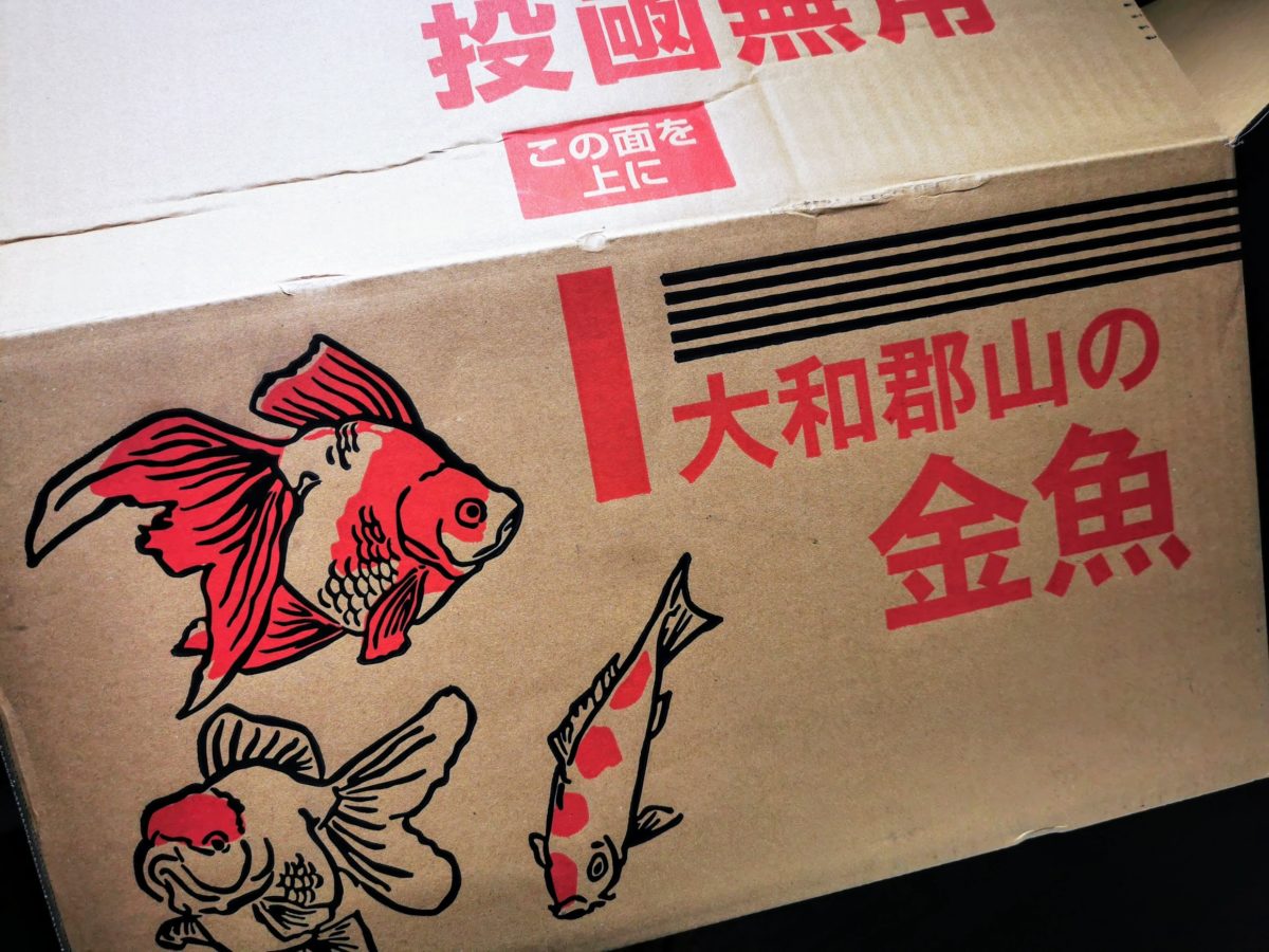 通販で餌用の金魚 ドジョウ メダカを購入する方法 ゲンゴロウ タガメ飼育ブログ