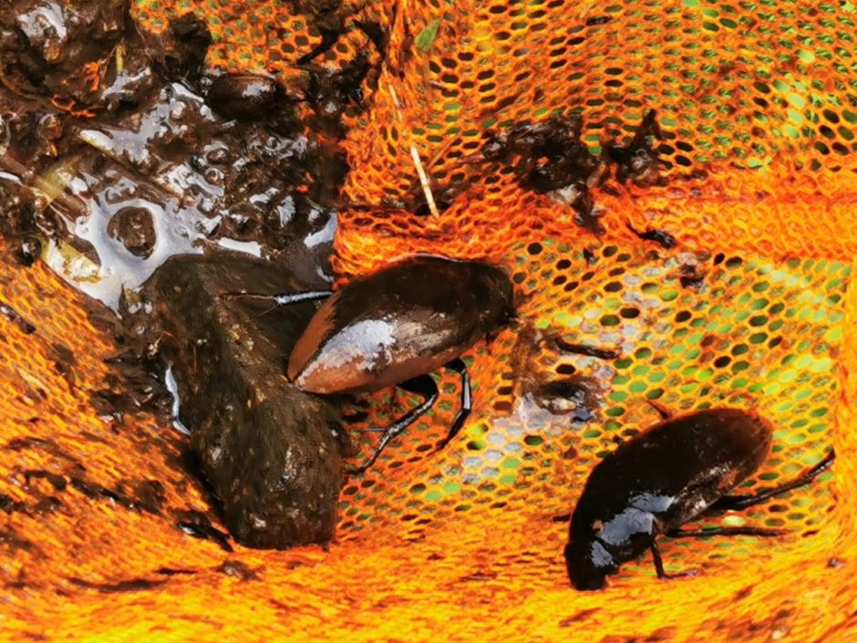ガムシとゲンゴロウの違い！飼育方法や餌、幼虫の育て方 - ゲンゴロウ・タガメ飼育ブログ