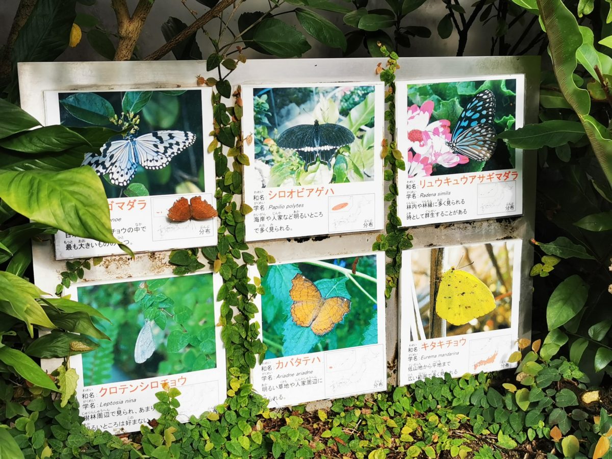放蝶温室の展示種