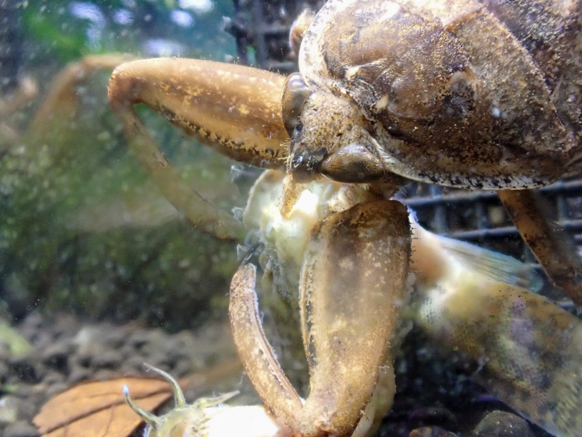 Giant Water Bug eating fish(Loach)