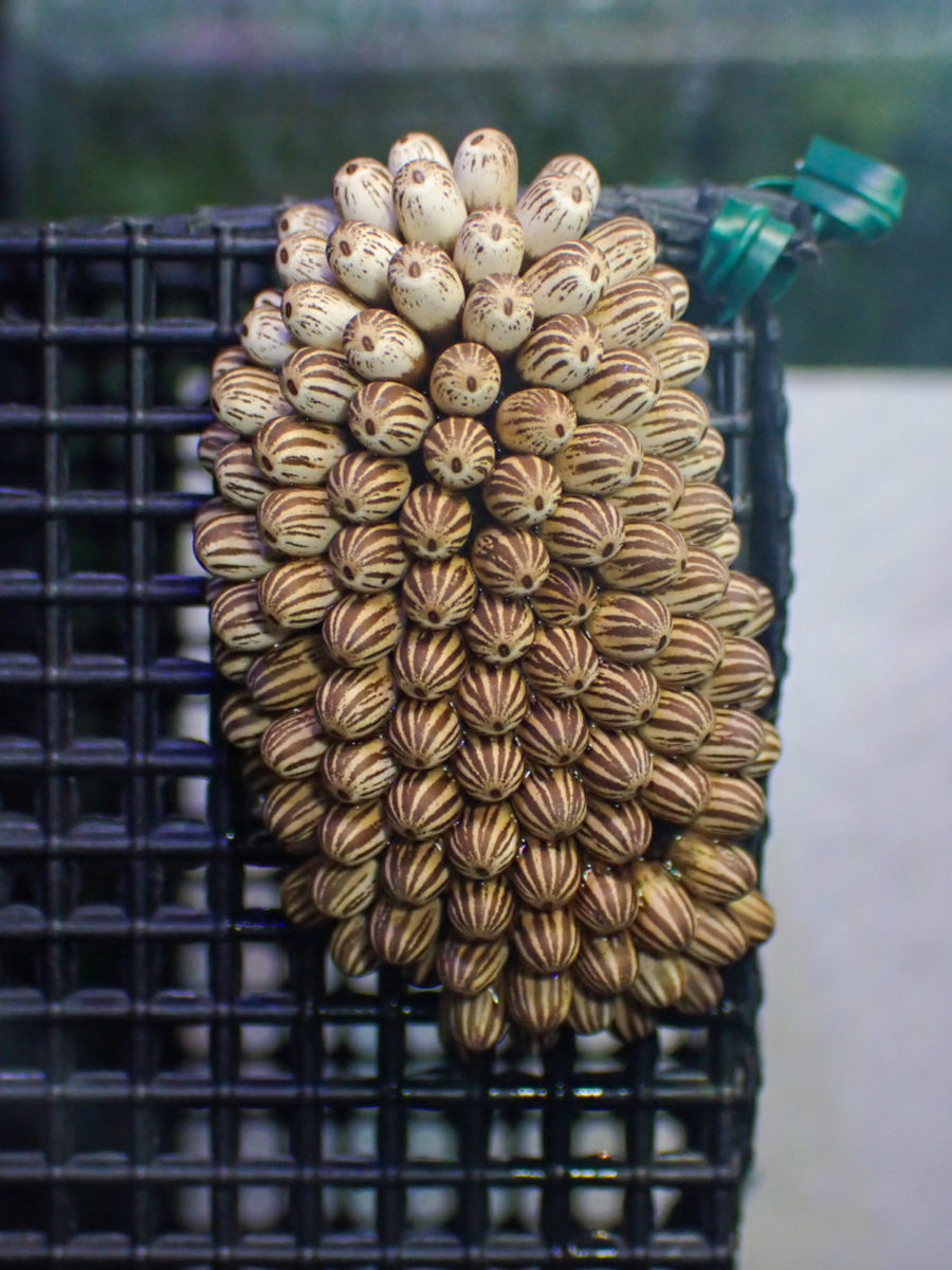 Egg mass of Giant Water Bug